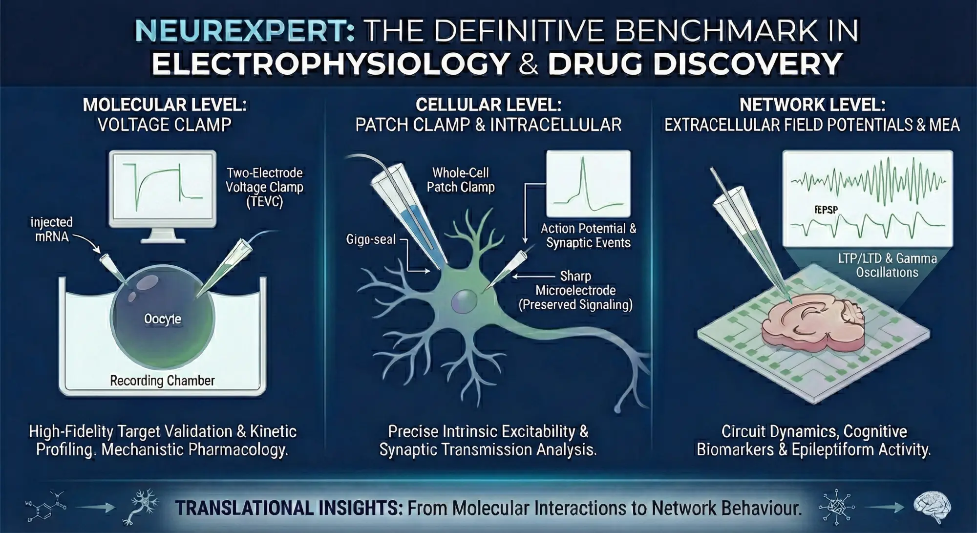 Hierarchy of Electrophysiological Data Infographic